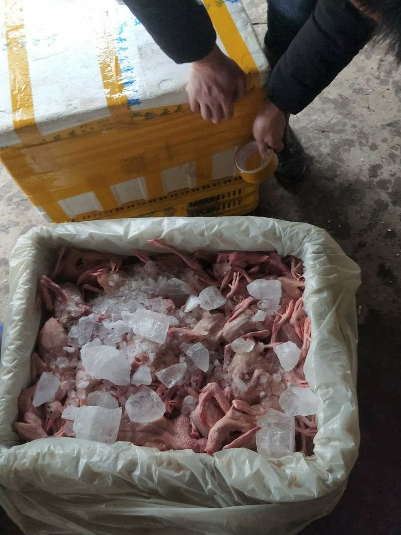 白羽王鸽