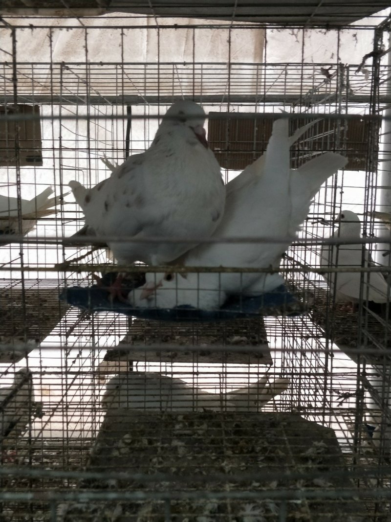 白羽王鸽