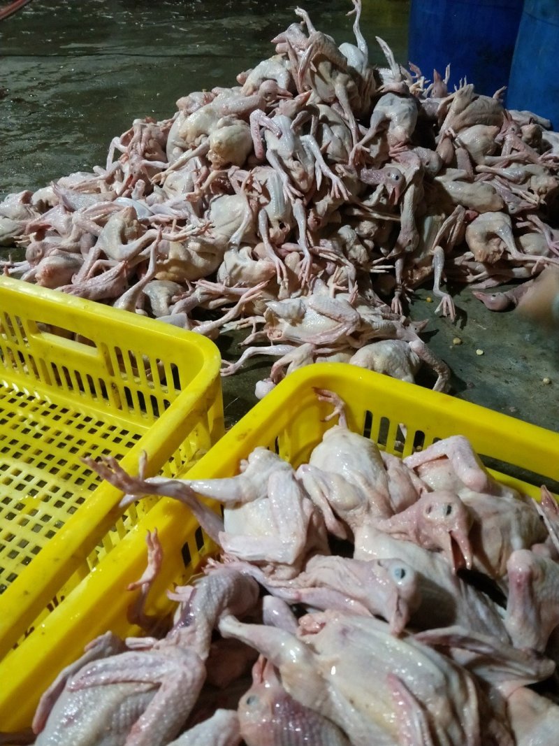 白羽王鸽