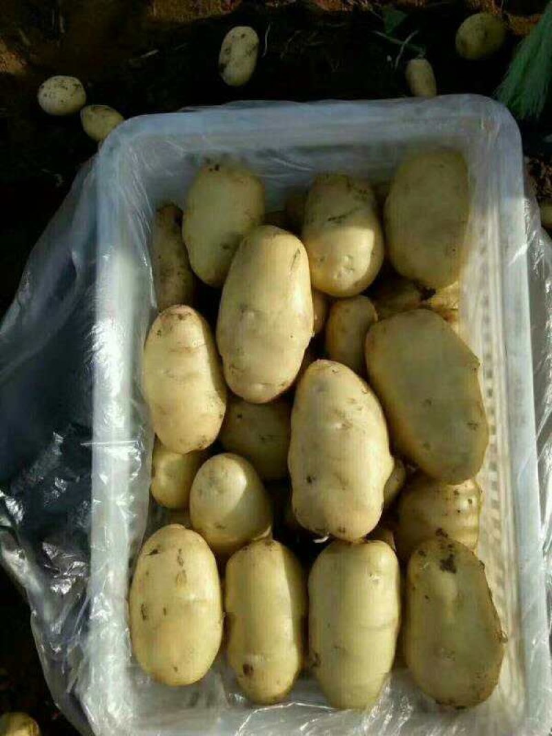 荷兰十五土豆个头大颜色好