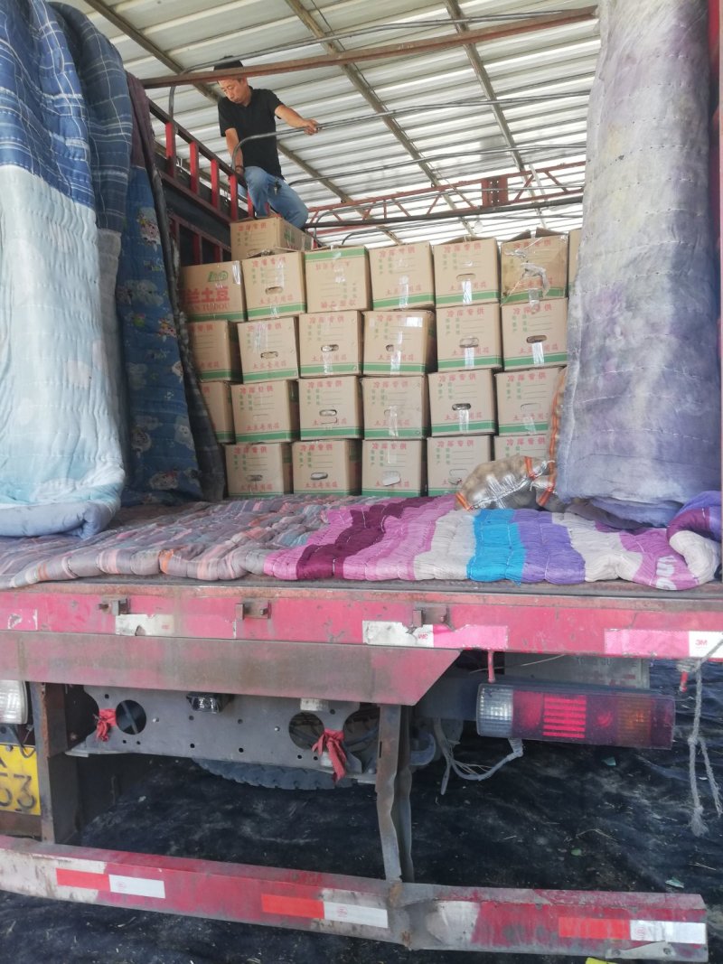荷兰十五土豆个头大颜色好