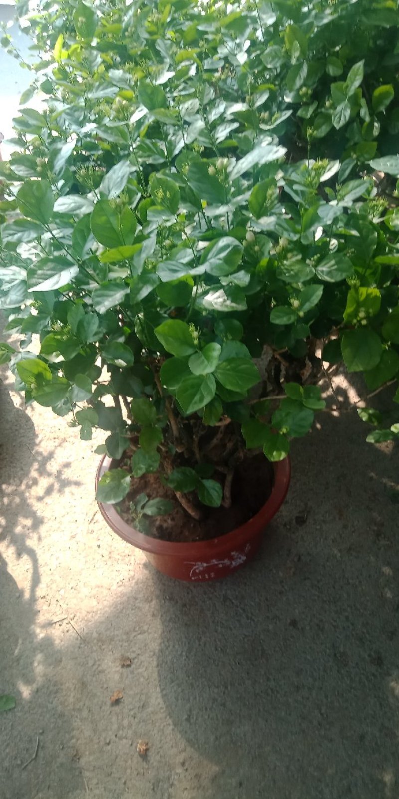 老桩茉莉