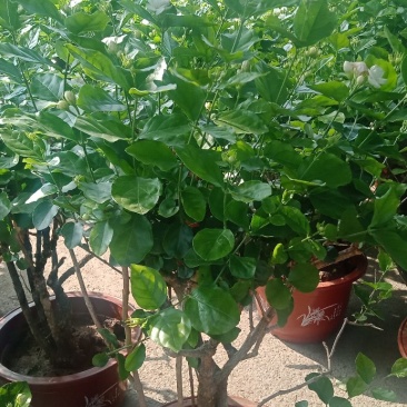 老桩茉莉