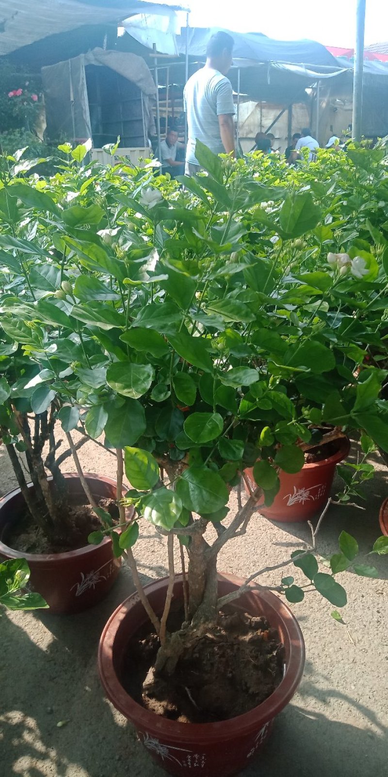 老桩茉莉
