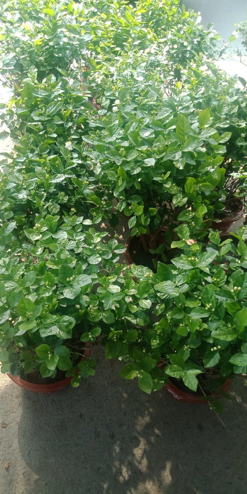 老桩茉莉
