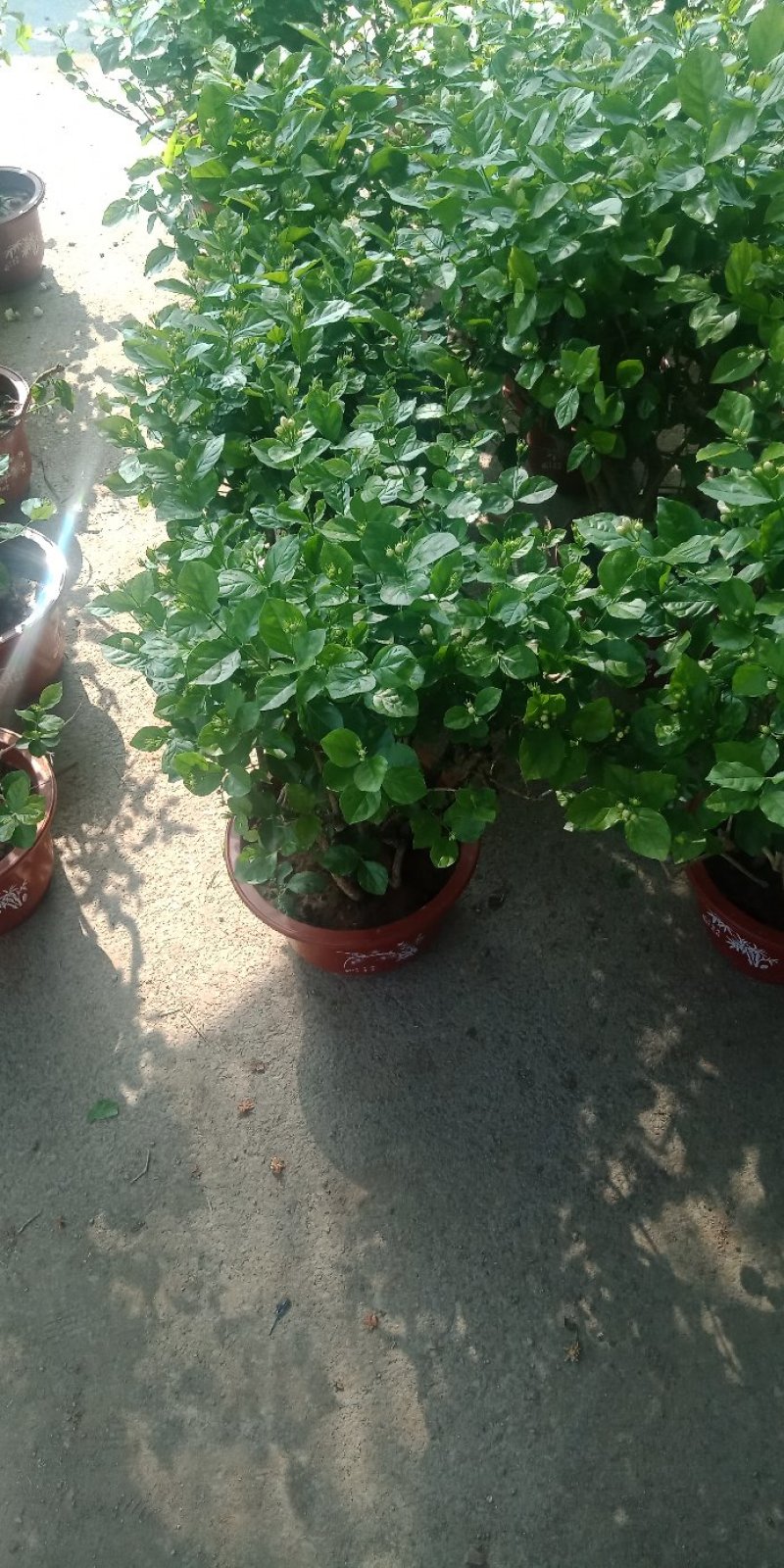 老桩茉莉