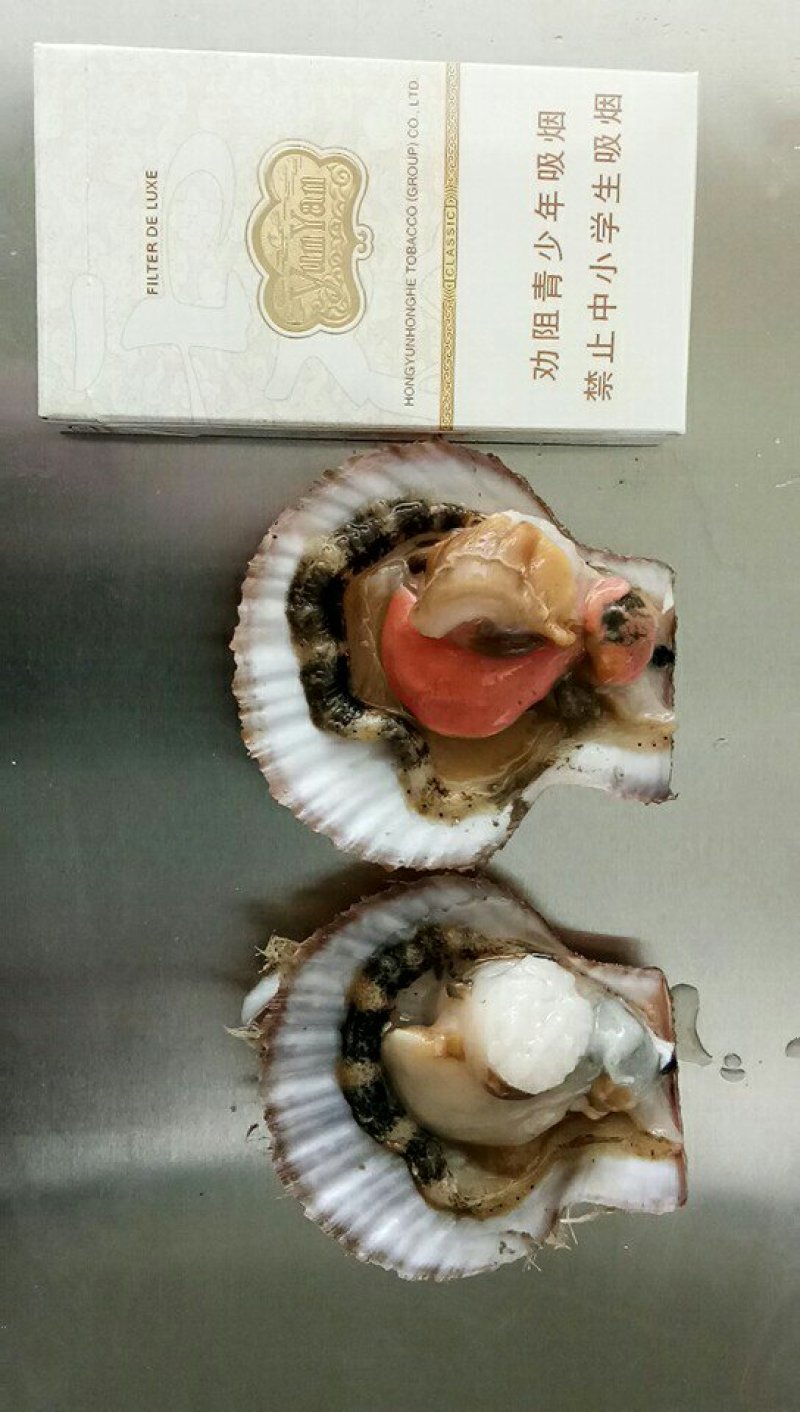 红扇贝，籽孔贝，码头直发