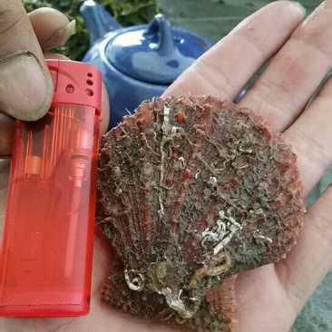红扇贝，籽孔贝，码头直发
