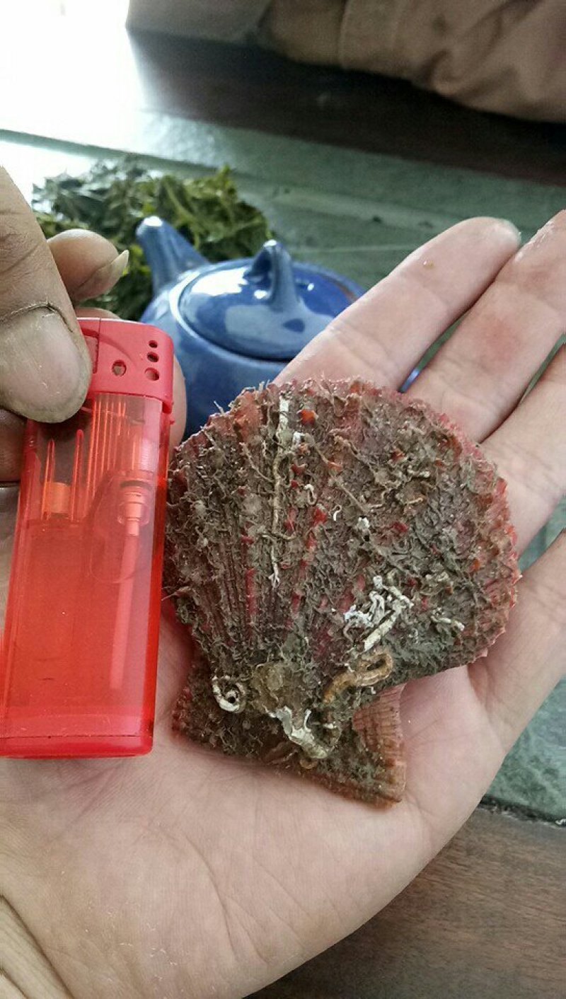 红扇贝，籽孔贝，码头直发