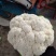 精品花菜