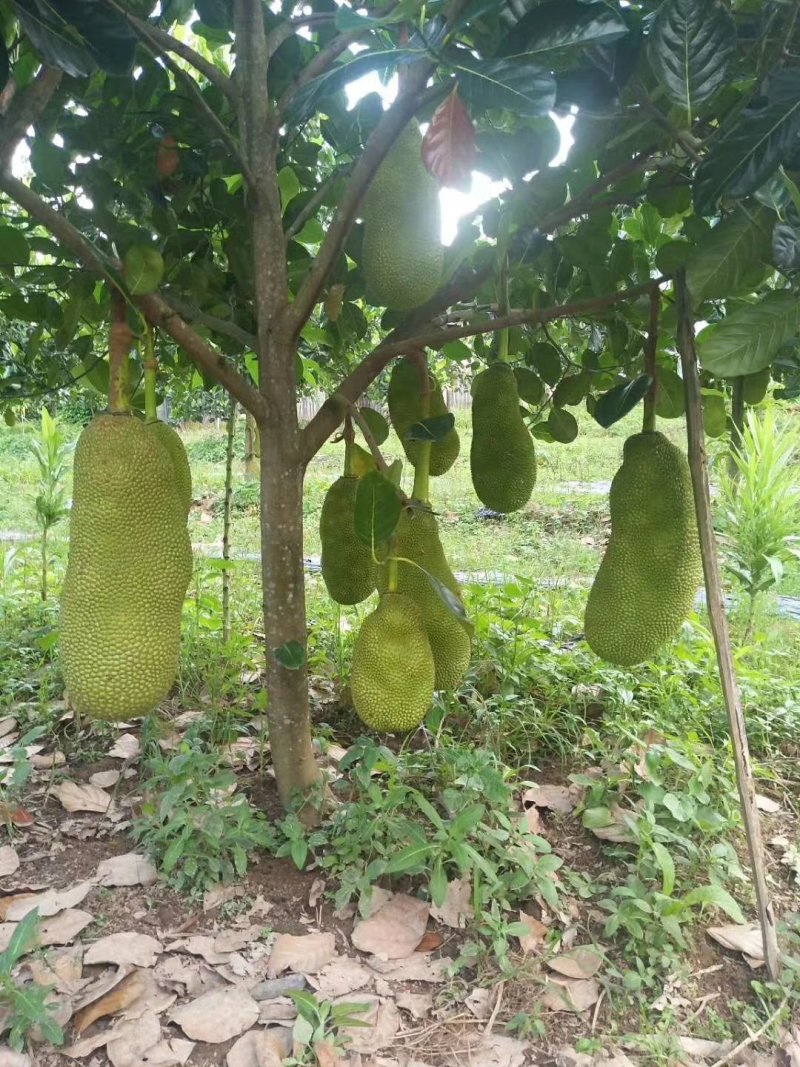 四季菠萝蜜树树苗嫁接红肉菠萝蜜树苗马来西亚1号黄肉干苞果