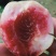 各位老板，桃子上市了，有需要的老板抓紧时间。