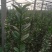 卫矛，北海道专注栽培20年，样像好，成活高，原产地一手货