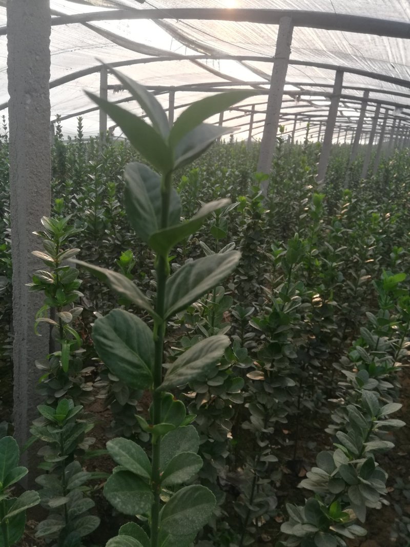 卫矛，北海道专注栽培20年，样像好，成活高，原产地一手货