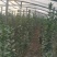 卫矛，北海道专注栽培20年，样像好，成活高，原产地一手货