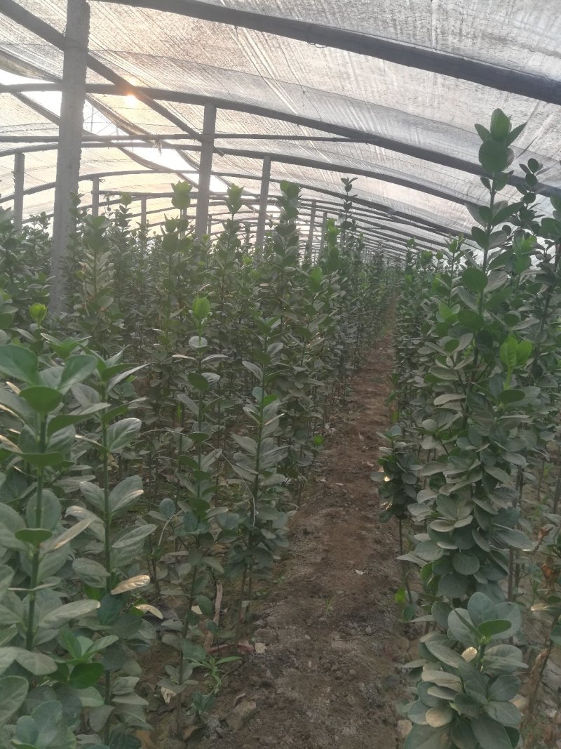 卫矛，北海道专注栽培20年，样像好，成活高，原产地一手货