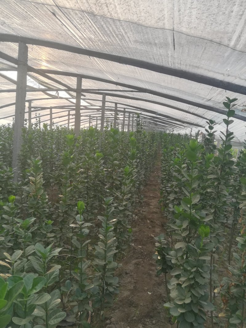 卫矛，北海道专注栽培20年，样像好，成活高，原产地一手货