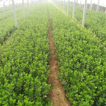绿化苗木专注栽培20年，样像好，成活高，原产地一手货源，