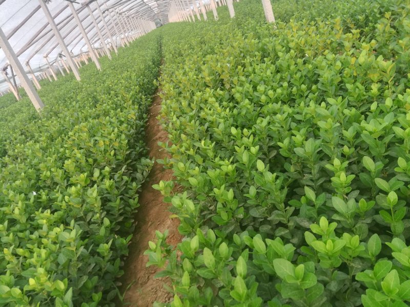 绿化苗木专注栽培20年，样像好，成活高，原产地一手货源，