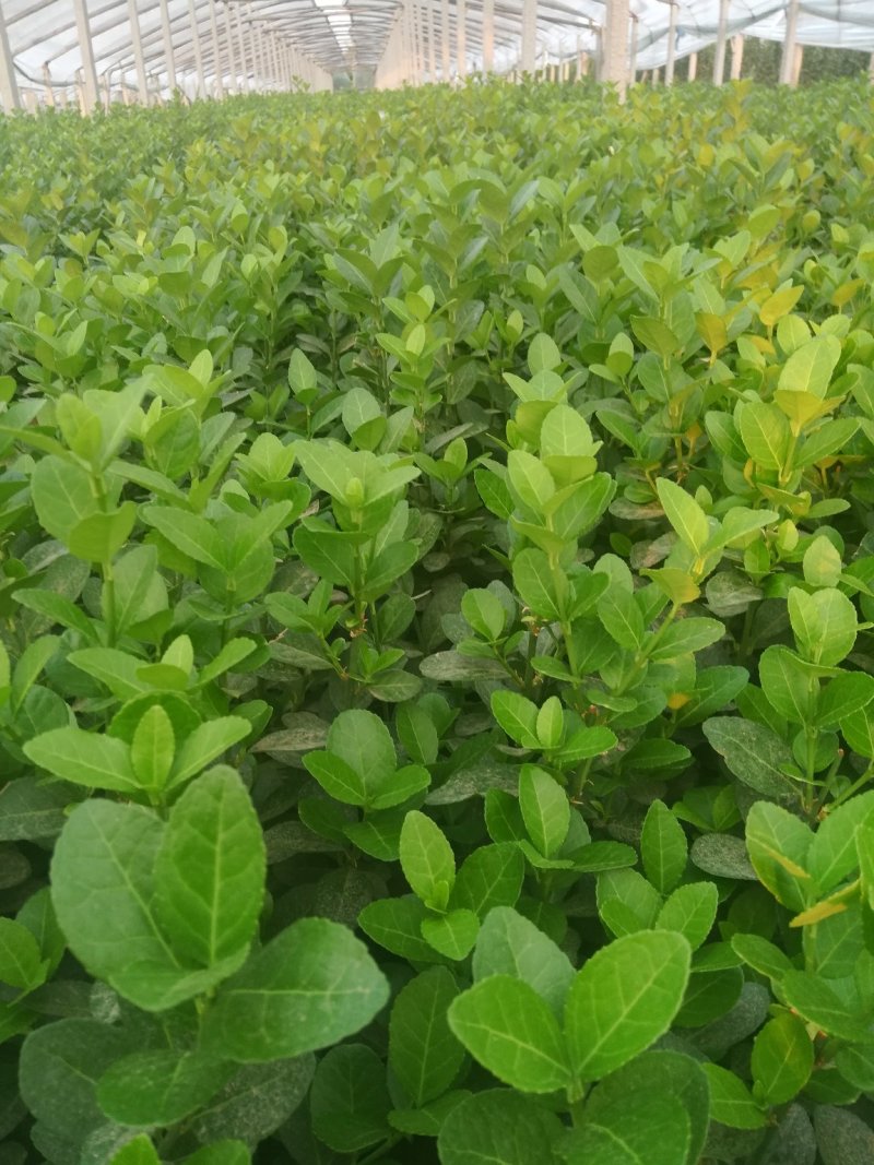 绿化苗木专注栽培20年，样像好，成活高，原产地一手货源，