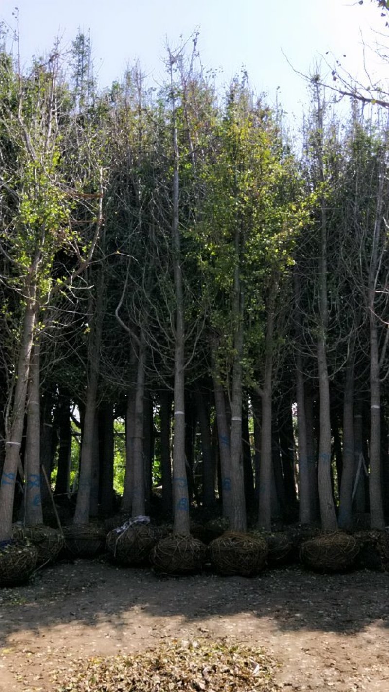 银杏树，丛生朴树，地笼桂，各种南方乔木，大量供应