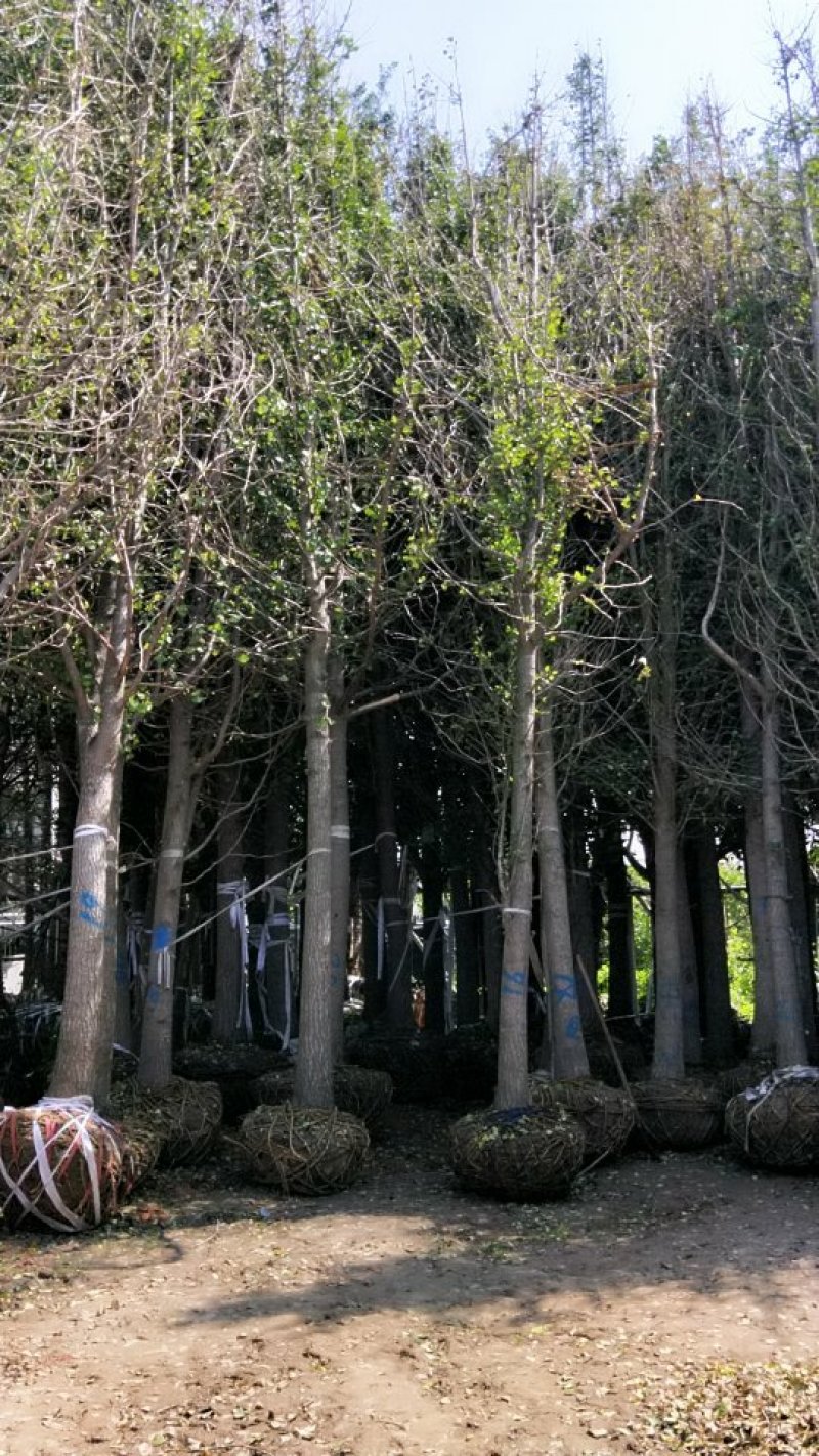 银杏树，丛生朴树，地笼桂，各种南方乔木，大量供应
