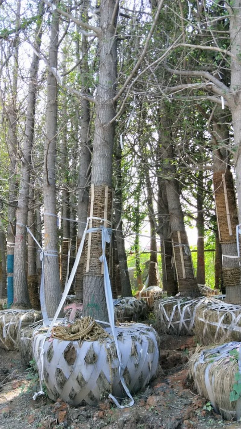 银杏树，丛生朴树，地笼桂，各种南方乔木，大量供应