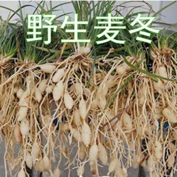 野生麦冬