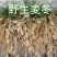 野生麦冬