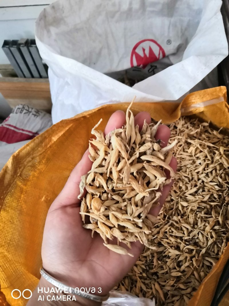 野生麦冬