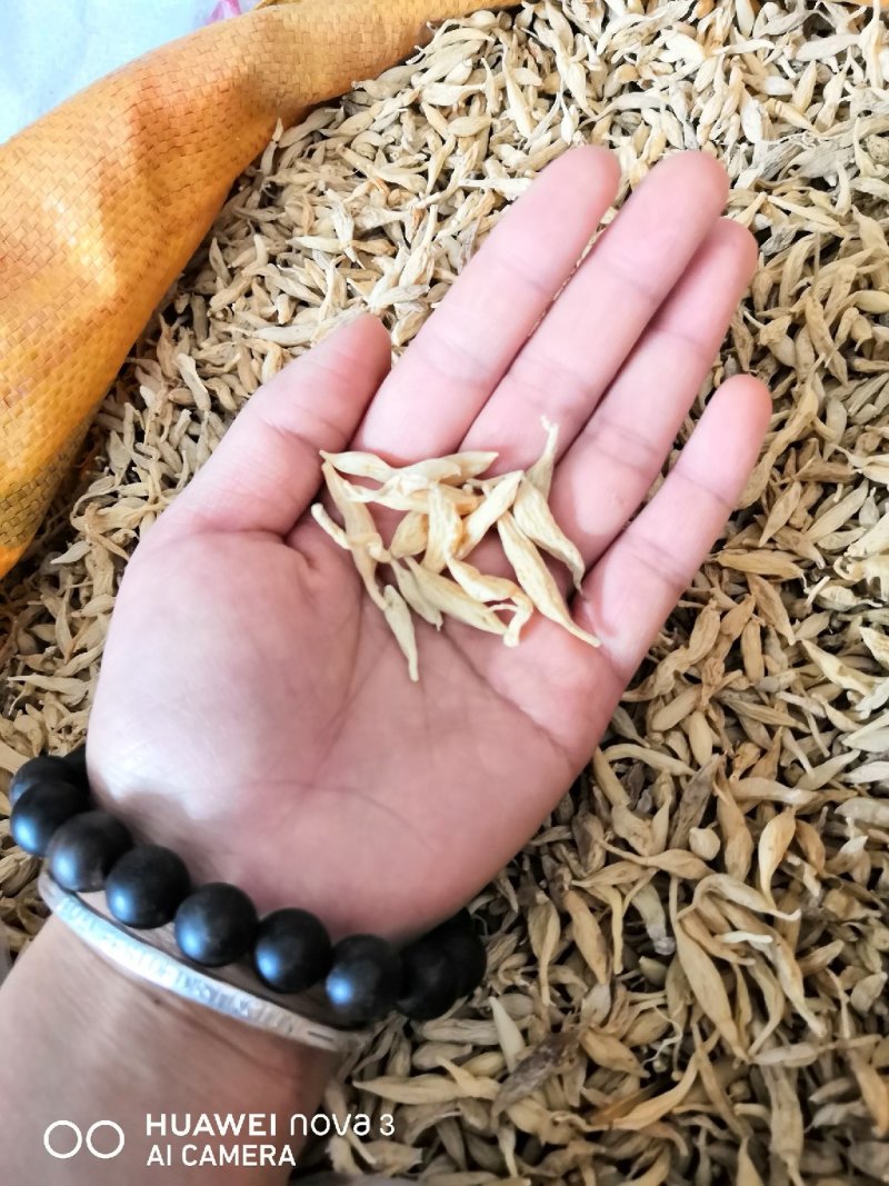 野生麦冬