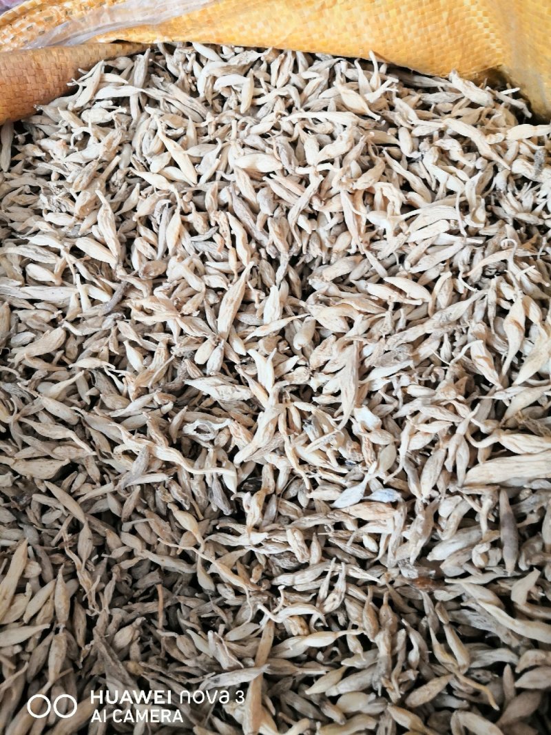 野生麦冬