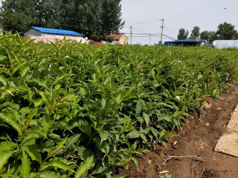 锦带红王子锦带优质锦带苗产地直发支持实地看货