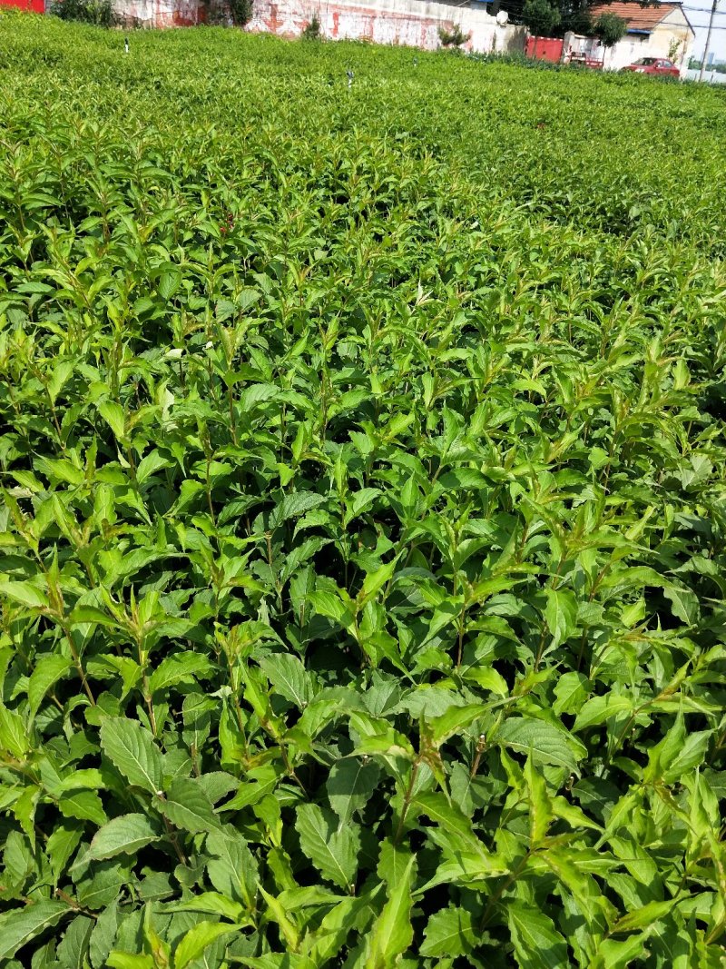 锦带红王子锦带优质锦带苗产地直发支持实地看货