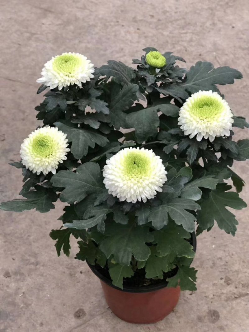 菊花盆栽，乒乓菊