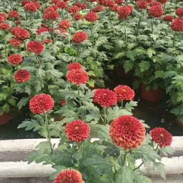 菊花盆栽，乒乓菊