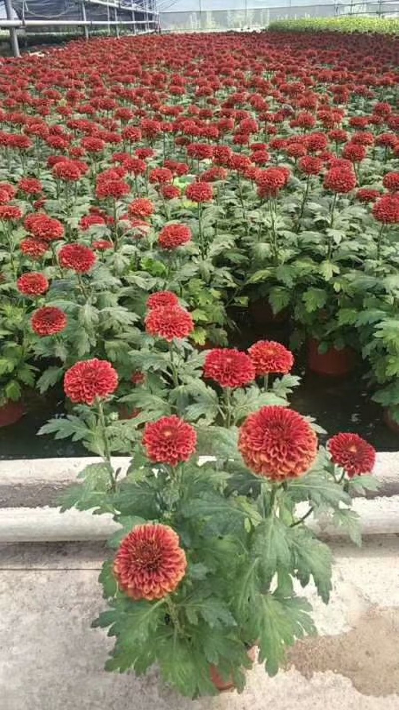 菊花盆栽，乒乓菊