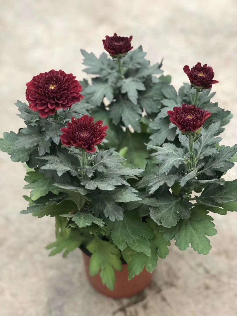 菊花盆栽，乒乓菊