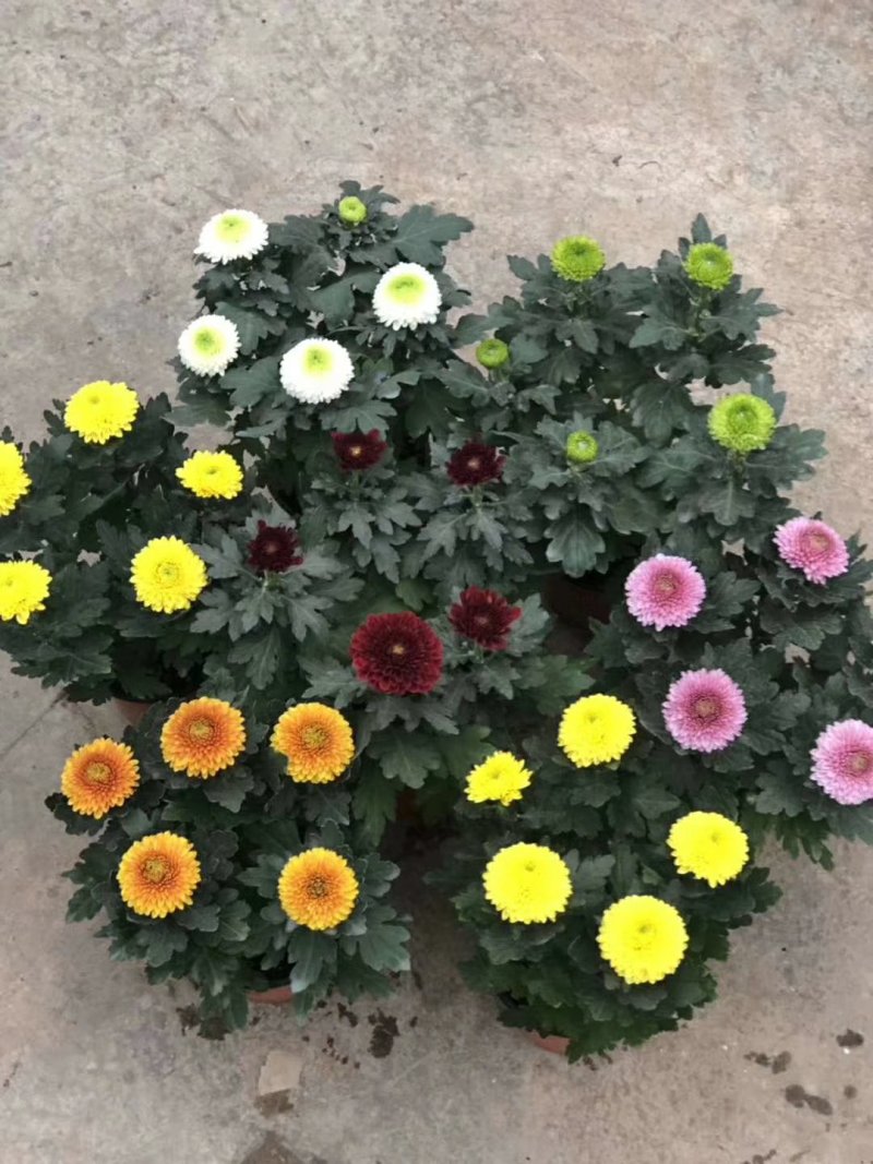 菊花盆栽，乒乓菊