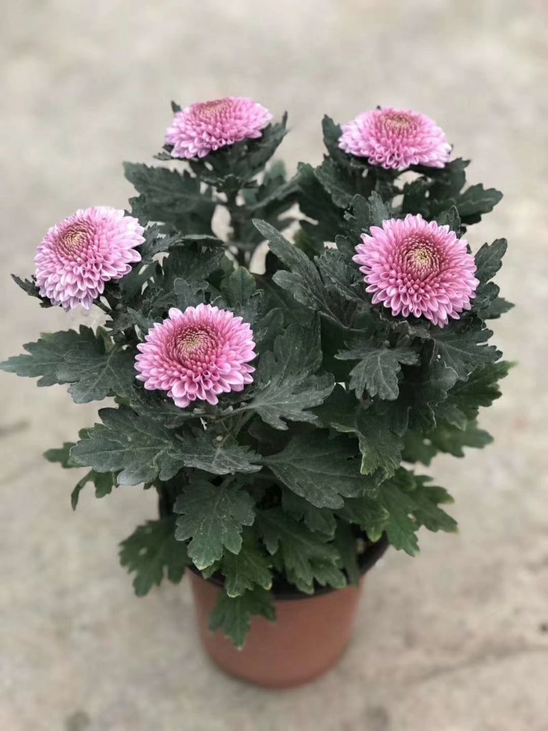 菊花盆栽，乒乓菊