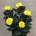 菊花盆栽，乒乓菊