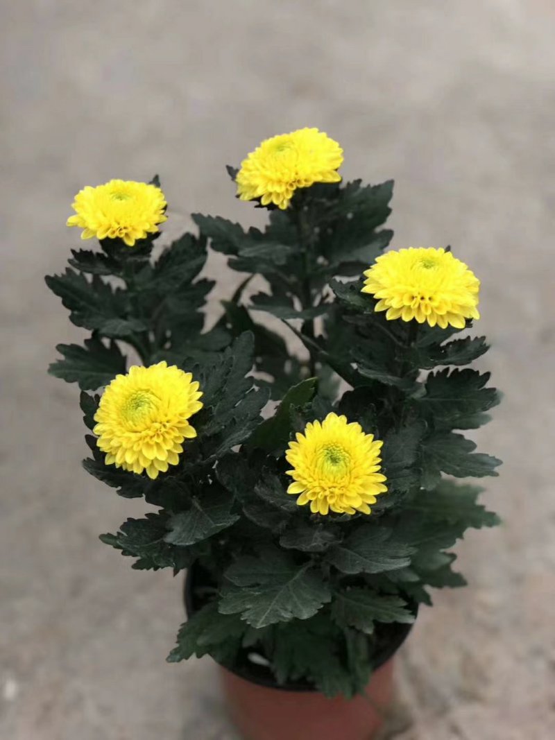 菊花盆栽，乒乓菊
