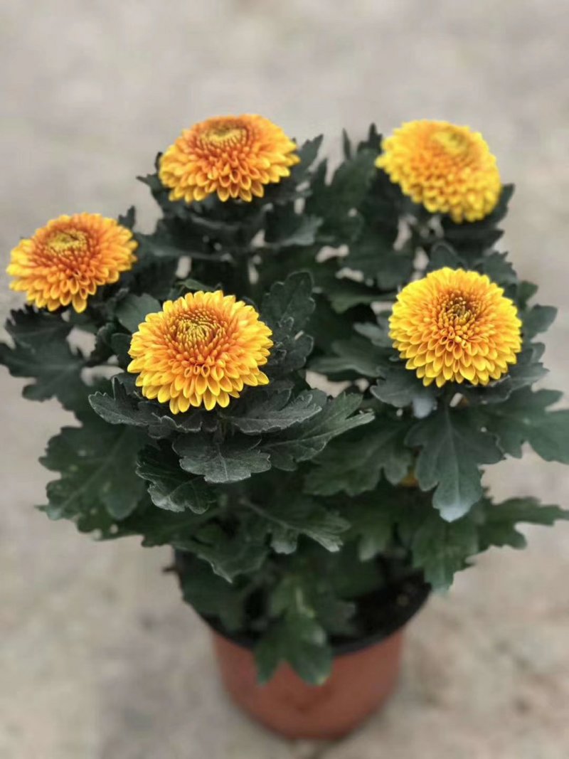 菊花盆栽，乒乓菊