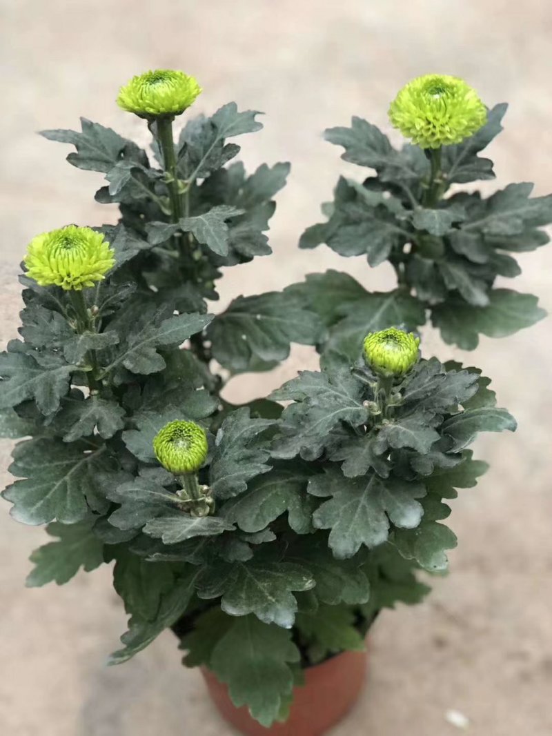 菊花盆栽，乒乓菊