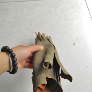 野生香桂皮