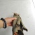 野生香桂皮