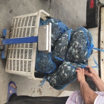 蟹苗
