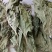 桑椹干，量大