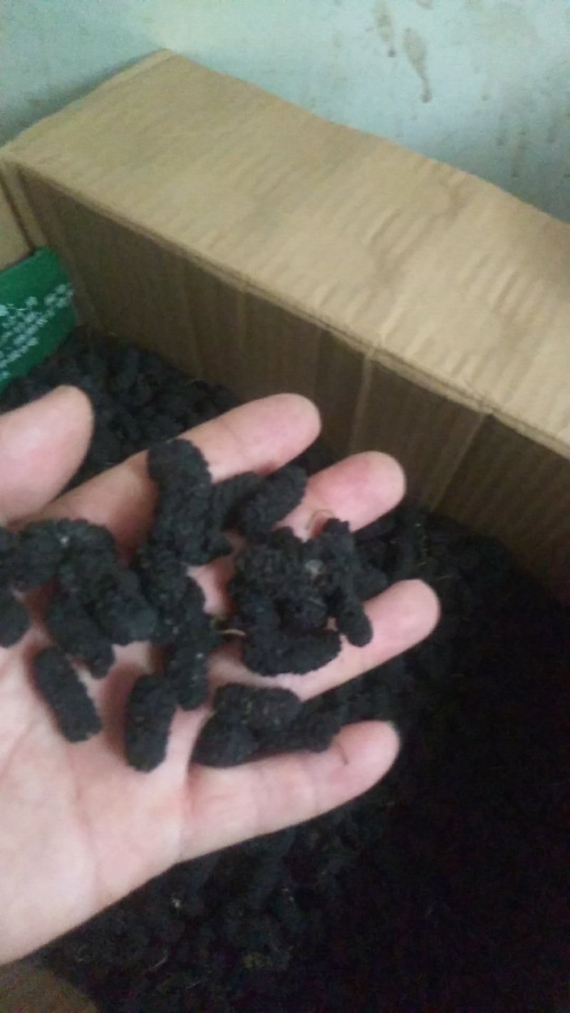 桑椹干，量大