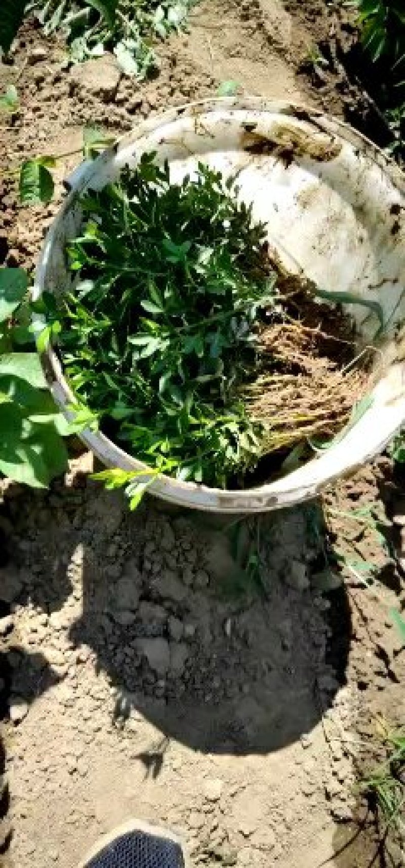 积壳苗枳壳芽苗根系发达包成活死苗补发